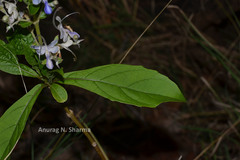 Clerodendrum serratum var. serratum